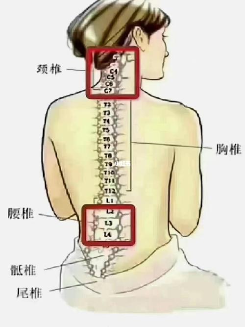 腰椎_颈椎_医疗健康_医疗健康其他
