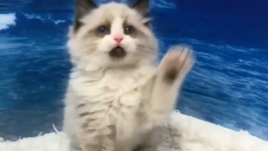 布偶猫多少钱一只国内布偶猫行情