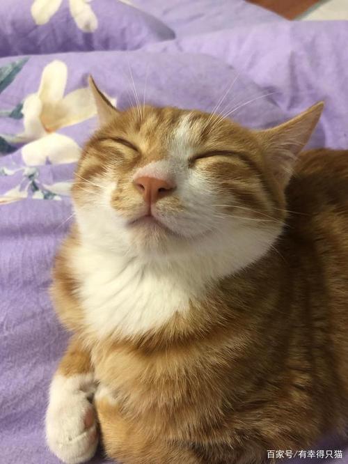 那些看一眼就觉得开心的猫咪照片