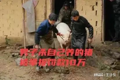 村民杀自家的猪卖2千块被人举报处罚10万自己养猪也不能杀