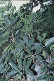 地枫皮(追地风,钻地风,南宁地枫皮,地风)