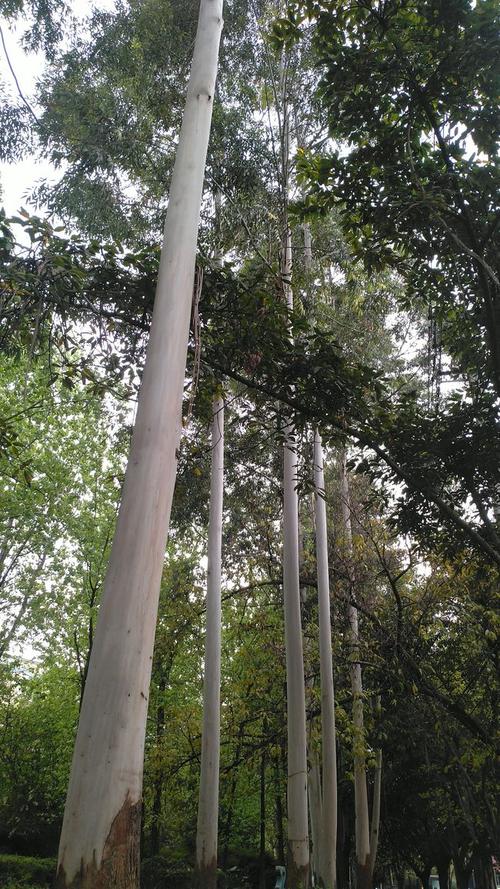 桉树擎天立,柠檬香漫道