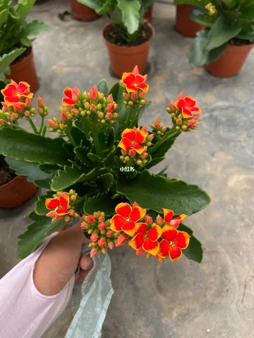 长寿花五十多个新品种_长寿花_骨粉_家居家装_家居装饰