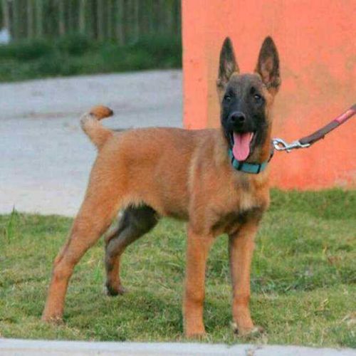 红马犬幼犬价格活体 纯种马犬幼犬公多少钱
