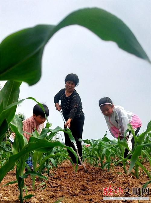 郯城:到田间去干农活 让孩子了解务农知识