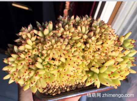 虎鲸多肉图片