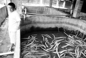 停电没有提前告知,定安一养殖户损失惨重