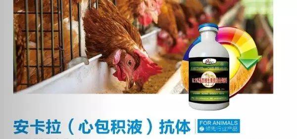 鸡安卡拉心包积液专用抗体感特安