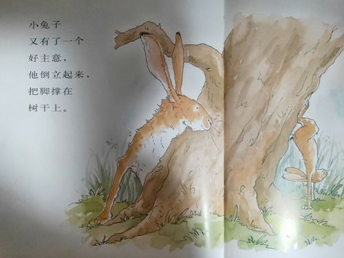 其它 朗读者——乌拉特后旗第二完全小学二四班王浩州 写美篇 大兔子