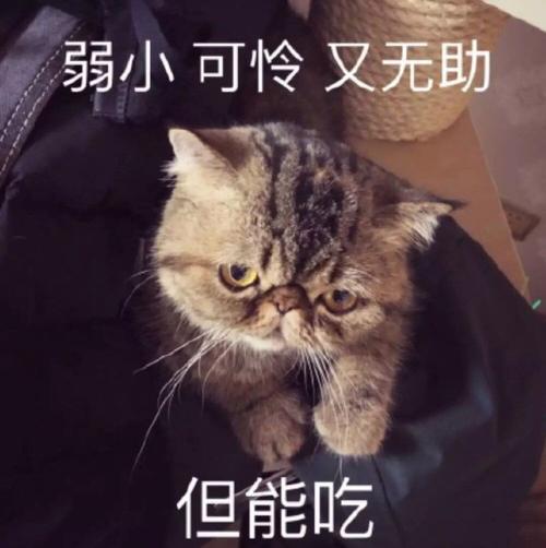 弱小可怜又无助但能吃_无助_但能_弱小_可怜表情