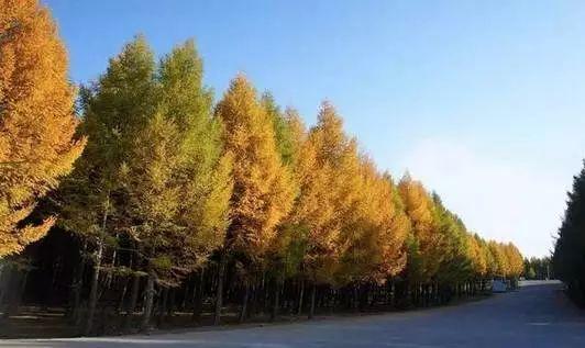 5万公顷,是中国北方最大的国家级森林公园,共有6大景区104个景点.
