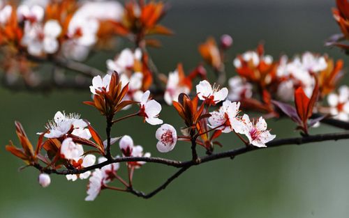 唯美紫叶李(红叶李)图片电脑桌面壁纸下载