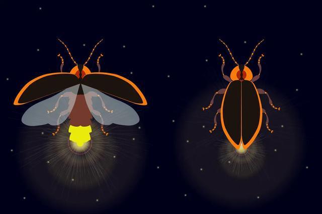 江浙沪赏萤火虫地大盘点夏夜溜娃约会就来这里