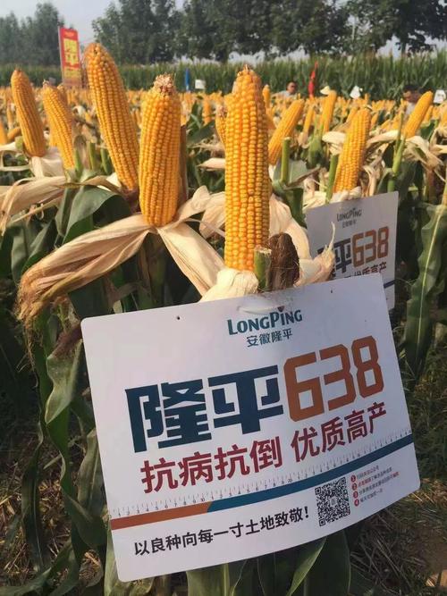 优质玉米档案录——隆平638品种大解密!