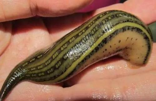 在农村插秧时节,蚂蟥是最多的 它身体自带收缩性 能伸长成一条,也能