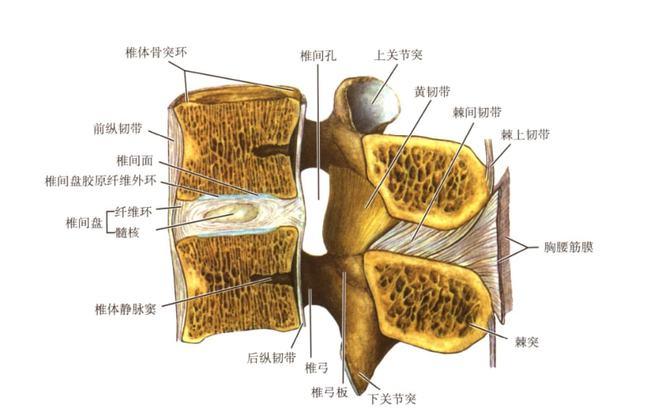 疼痛学中级考试复习-神经丛阻滞|穿刺|脊神经|蛛网膜
