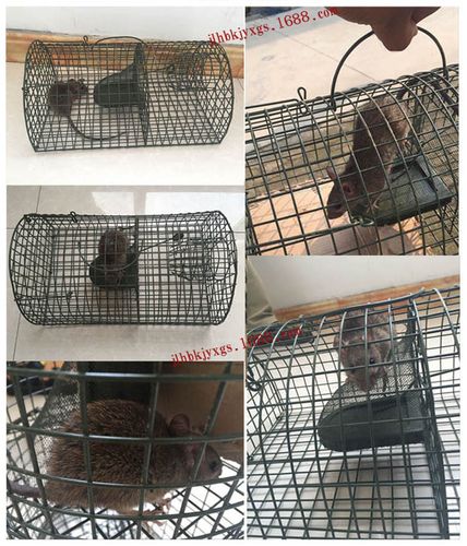 景隆2002连续捕鼠笼,抓老鼠笼子,连续抓老鼠的笼子