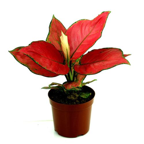 皇后中国吉利盆栽如意绿植水培万年红