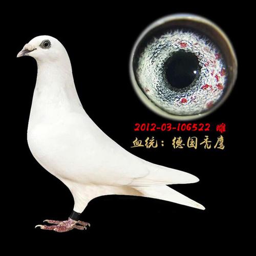 购客吐尼尔村松白血统鸽纯白信鸽德国赛级白鸽子活体白幼鸽崽易购客