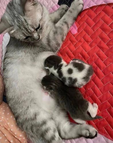 布偶和美短交配,生出了一只土猫!医生断定:绝无出轨