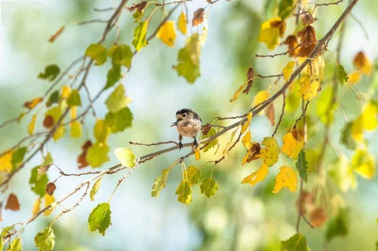 有奖征集2000元奖金擅长摄影的你未来15天是最佳拍照期哦