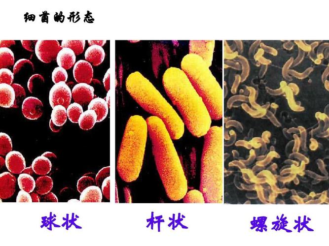 细菌的形态 球状 杆状 螺旋状