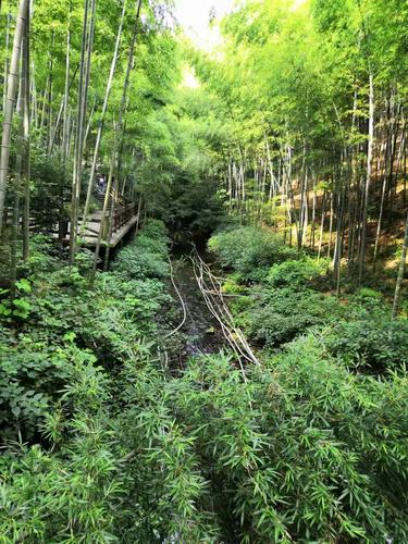 竹海,南山竹海,天目湖南山竹海,小鸟天堂