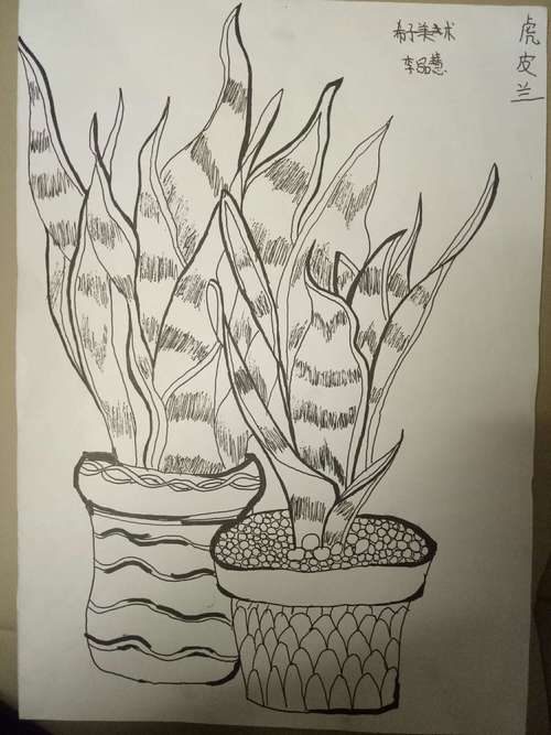 画的超级好的虎皮兰,文字已经不能表达我内心的骄傲与自豪