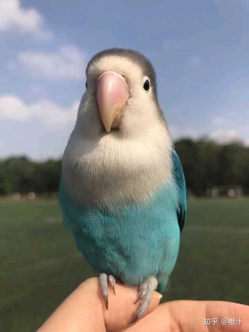 眼镜类头类牡丹鹦鹉图鉴