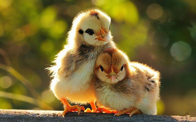 鸡崽一出壳就能自己觅食