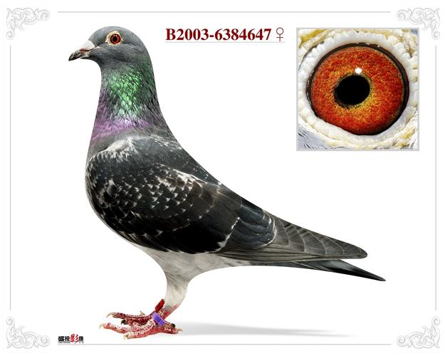 精品黑雨点白条信鸽图片