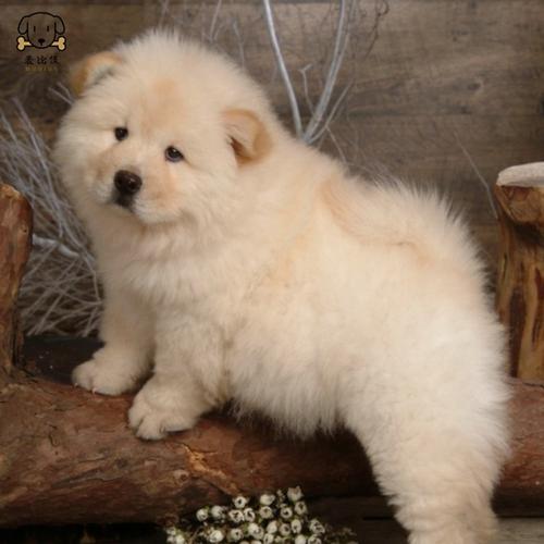 麦比佳宠物狗狗活体松狮犬幼犬活体纯种双血统肉嘴面包蓝舌头松狮狗大