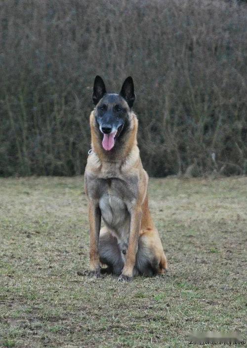 拥有百年历史的的犬,全世界警犬中的新贵～马犬