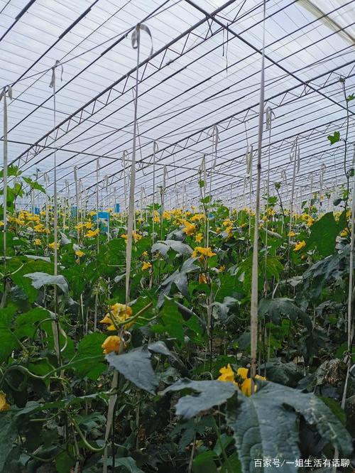 走进丝瓜大棚,看看丝瓜怎么种植的?菜农:种植大棚,真的不容易