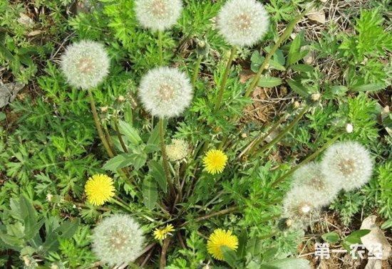 放弃高薪回家种蒲公英,不起眼的野草让她走上致富之路