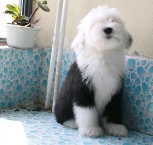 纯种健康的古牧犬幼崽活体视频挑选北京送货上门全国空运