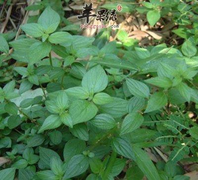 苹果绿 中药大全 功效与作用多年生草本.