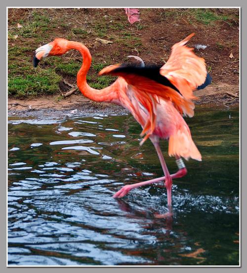 神州大地海南西线行红树湾里看火烈鸟