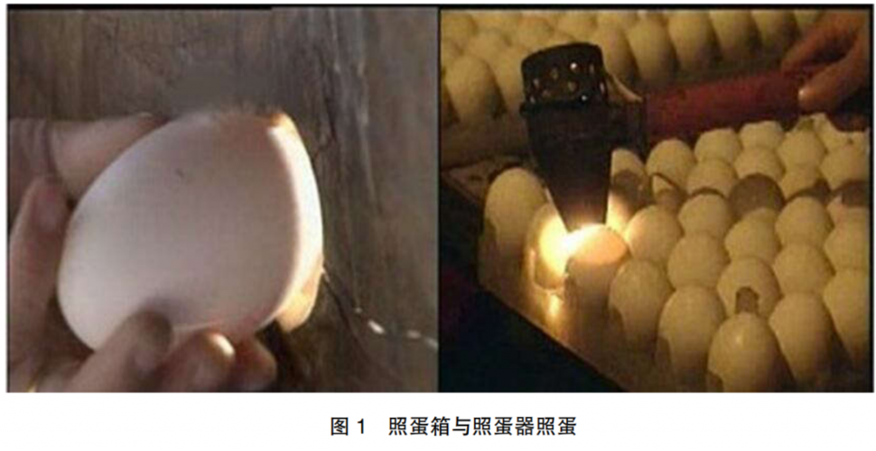 鹅种蛋孵化效果的检查