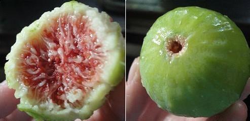 无花果有哪些营养价值