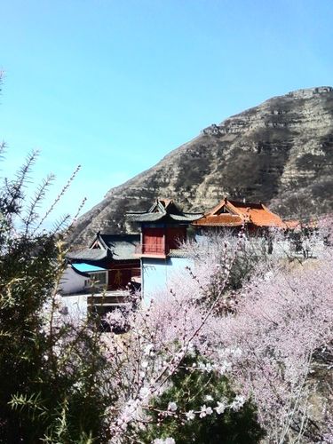 灵丘龙泉寺桃花漫山盛开灵丘归来不看山