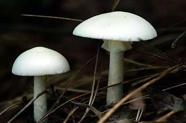 2.白鹅膏 amanita verna