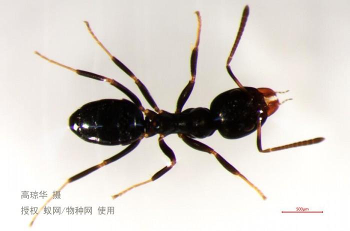 图注: 工蚁背面观(高琼华摄).