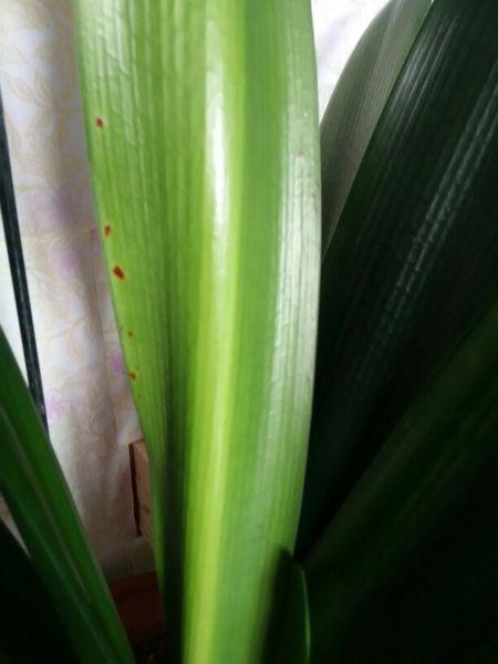 君子兰叶子这样子怎么办