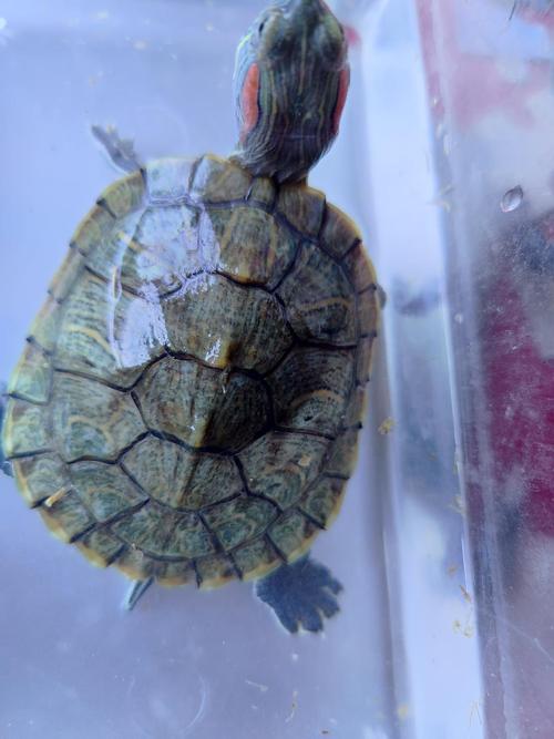 巴西龟的壳这样子,是要换壳了是生病了?