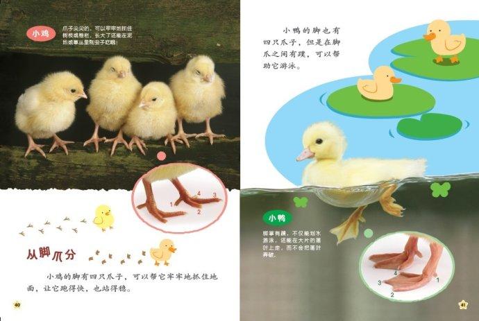 亲亲自然——小鸡小鸭大不同