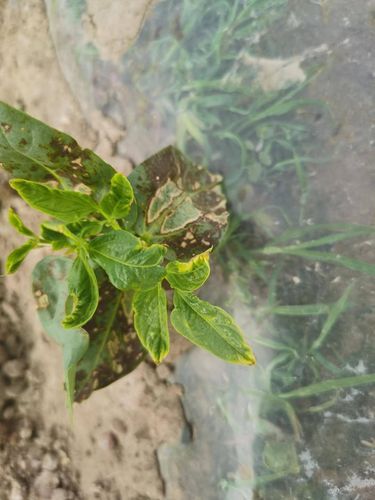 发表 马玉梅专家山东 - 菏泽市 3小时前 似药害叶面喷施磷酸二氢钾