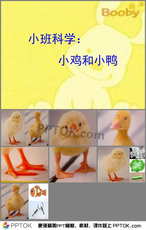 幼儿园小班科学活动《小鸡和小鸭》ppt课件