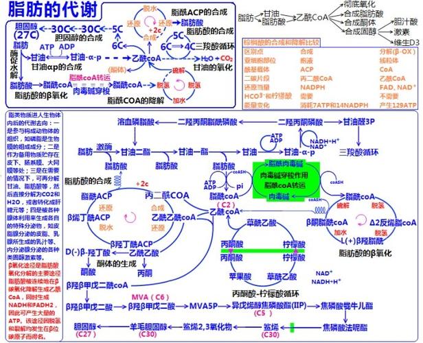 [转载]生物化学代谢联系图