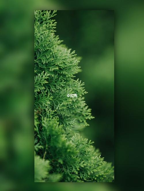 绿色护眼手机壁纸微信背景_手机壁纸_微信_护眼_素材